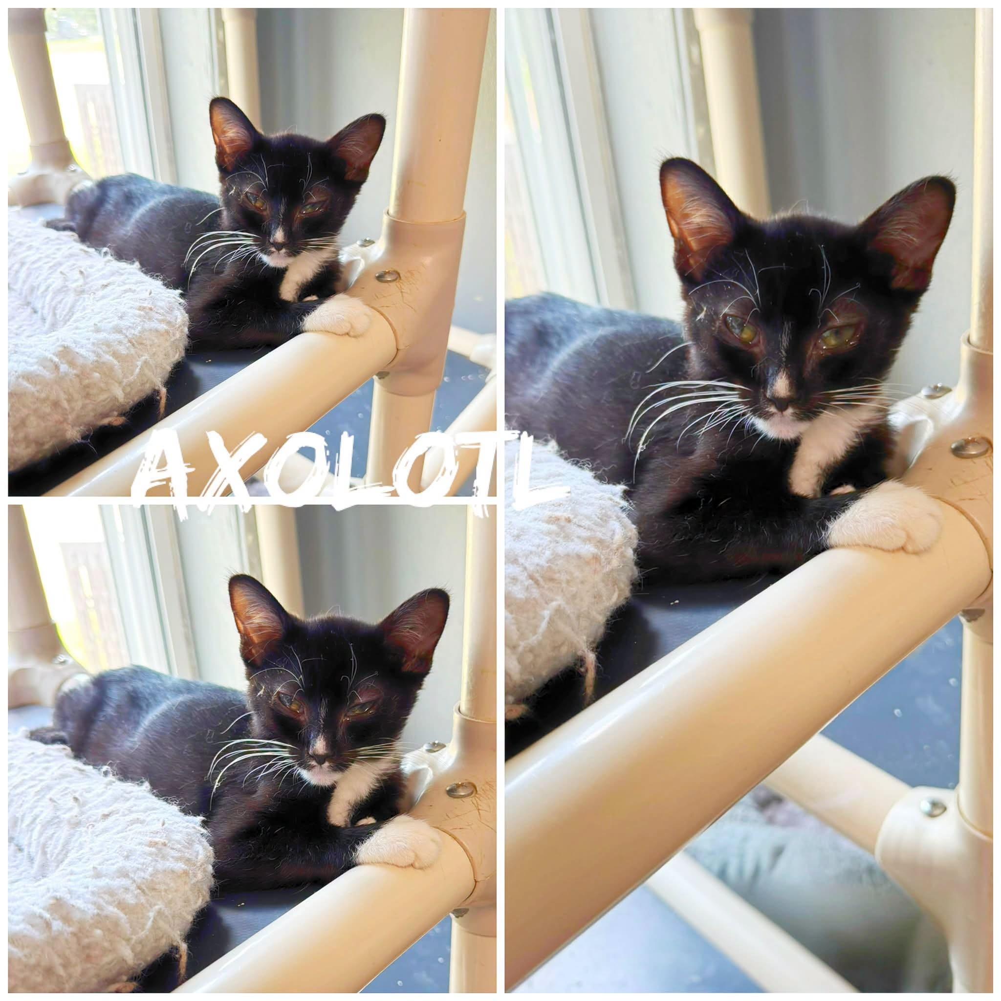 Enlarge Axolotl, a ADOPTABLE Domestic Short Hair in Saint James, MO image 1/1