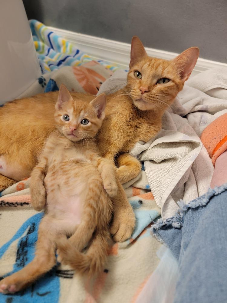 Marmee, Adoptable, Adult Female Domestic Short Hair.