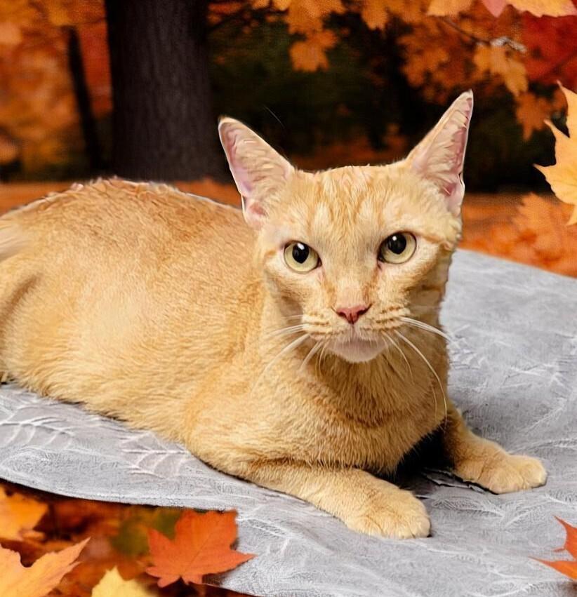 Enlarge Marmee, a Adoptable mixed breed in Brandon, FL image 2/6