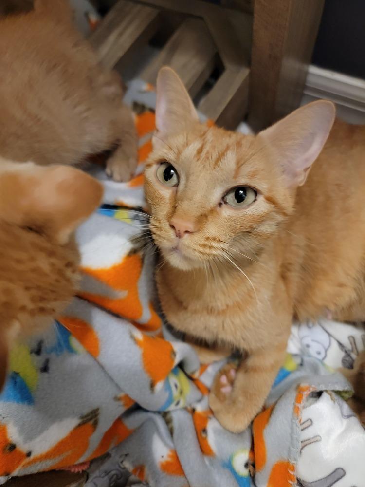 Enlarge Marmee, a Adoptable mixed breed in Brandon, FL image 6/6