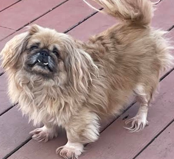 Pinot has been adopted!, Adoptable, Adult Female Pekingese.