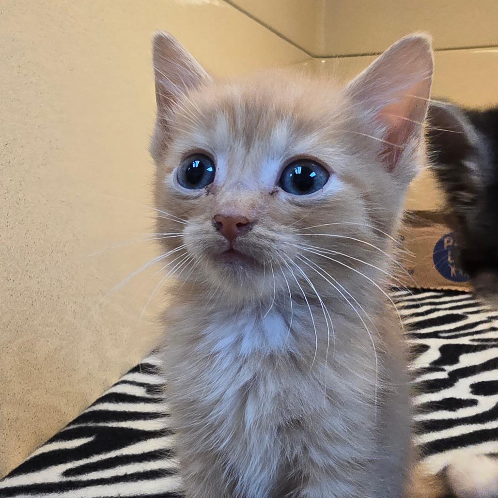 killer, Adoptable, Kitten Male Domestic Medium Hair.