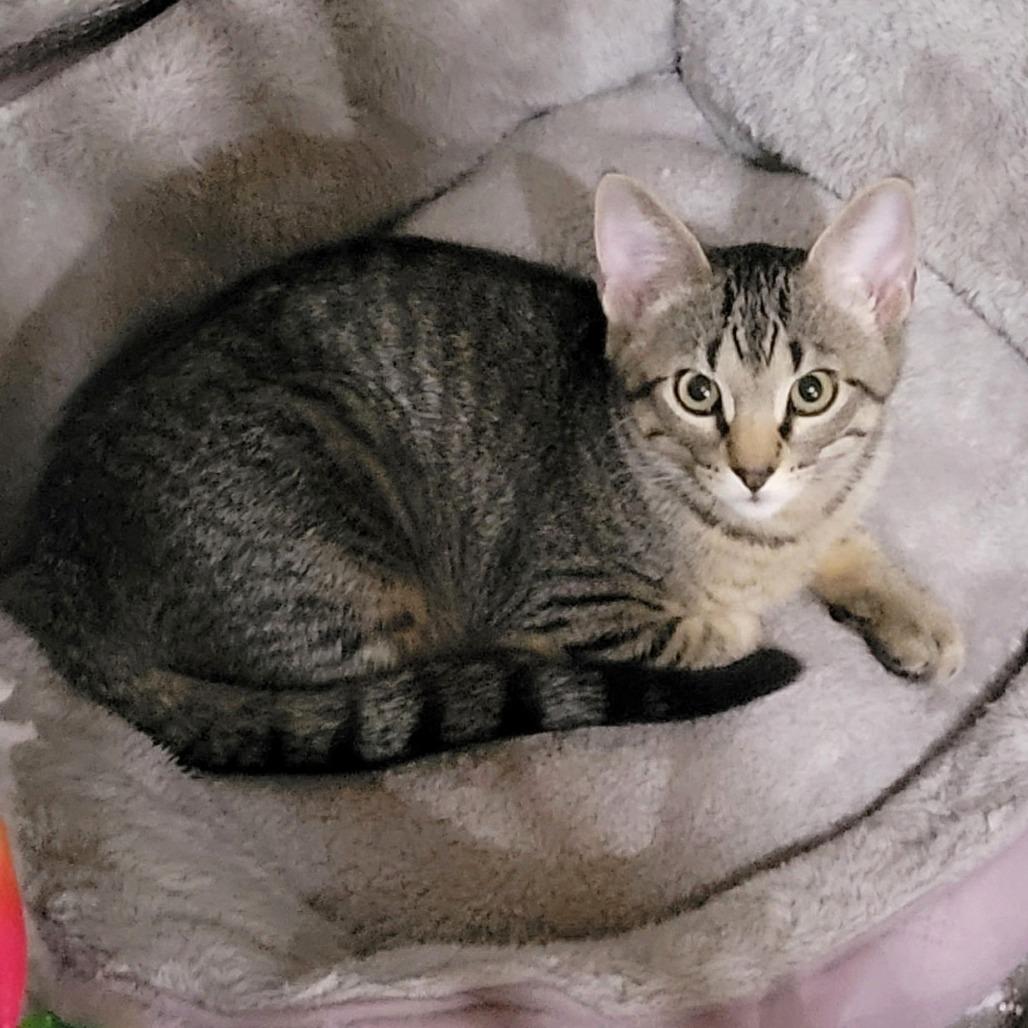 Enlarge Mixtape, a Adoptable Domestic Short Hair in FAIRWAY, KS image 1/4