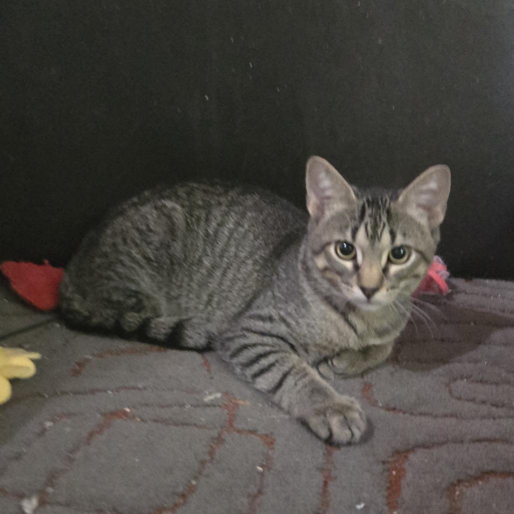 Enlarge Mixtape, a Adoptable Domestic Short Hair in FAIRWAY, KS image 2/4