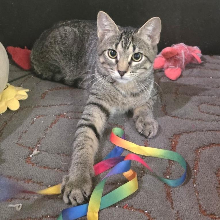 Enlarge Mixtape, a Adoptable Domestic Short Hair in FAIRWAY, KS image 3/4