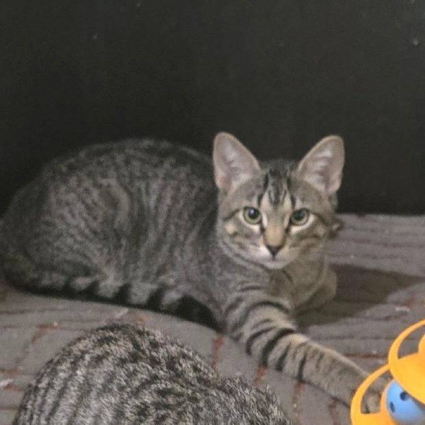 Enlarge Mixtape, a Adoptable Domestic Short Hair in FAIRWAY, KS image 4/4