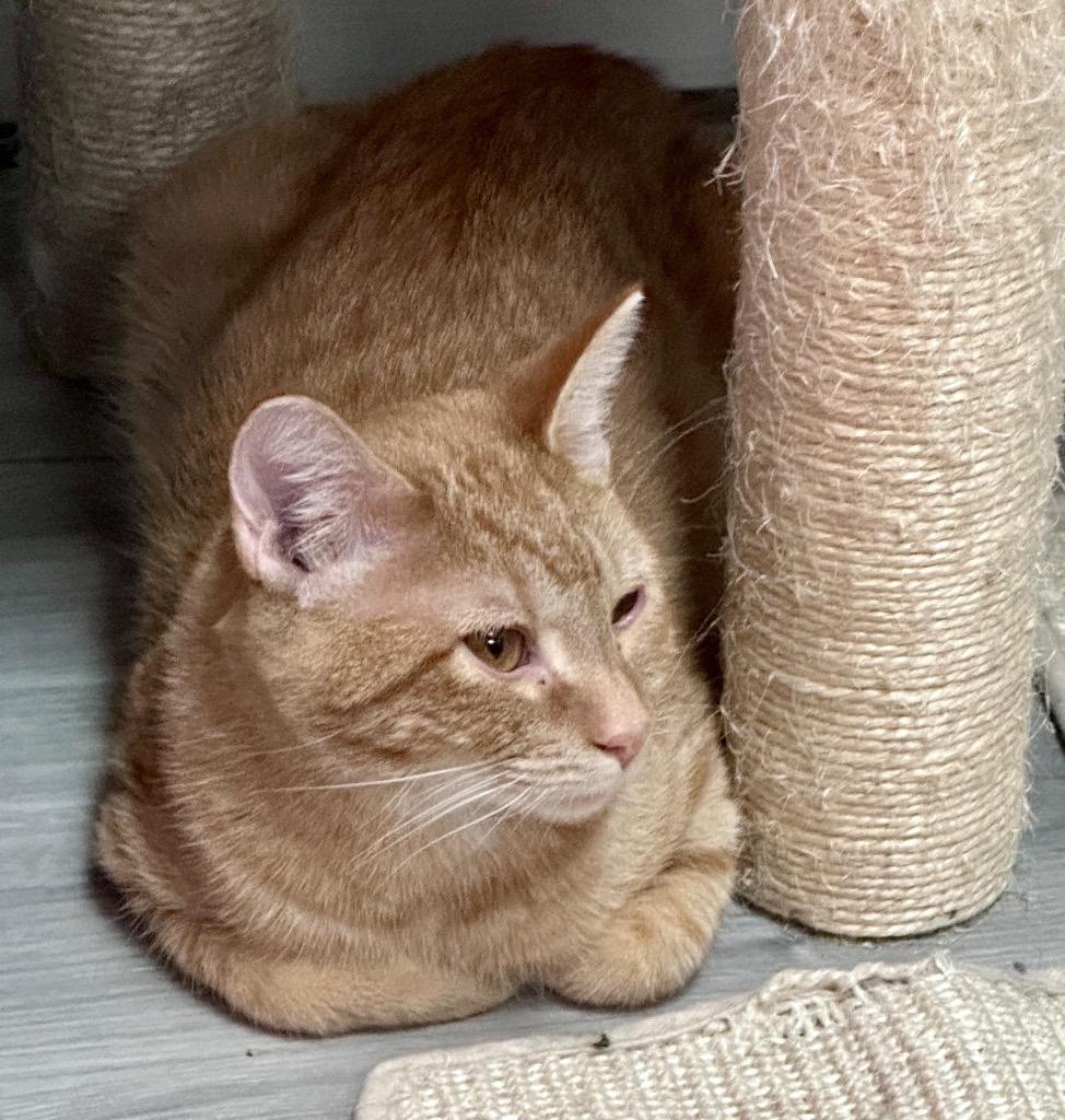 Clay, Adoptable, Young Male Domestic Short Hair.