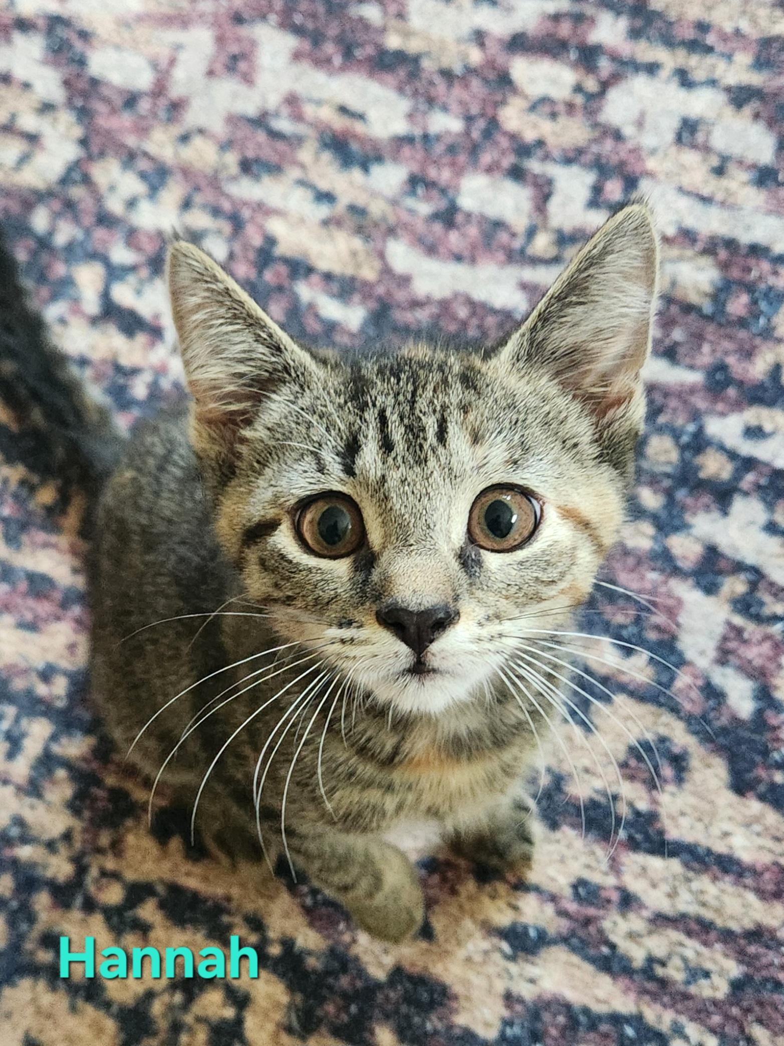 Hannah, an adopted Domestic Short Hair in Warminster, PA image 1/4