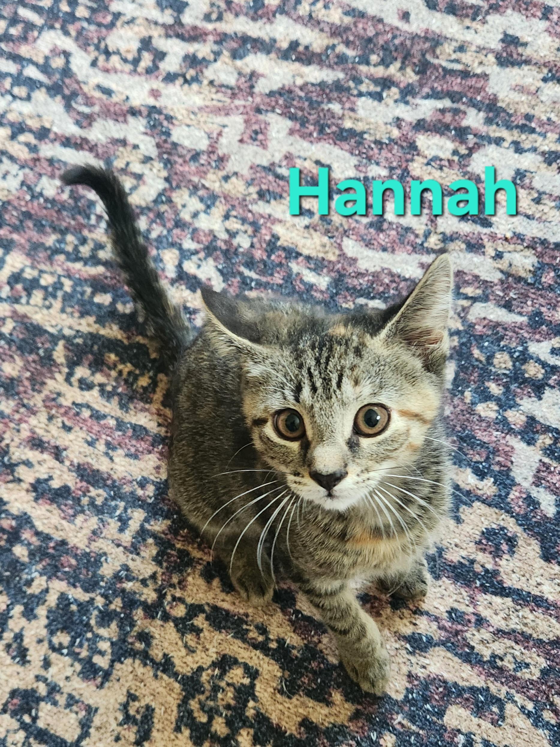 Hannah, an adopted Domestic Short Hair in Warminster, PA image 3/4