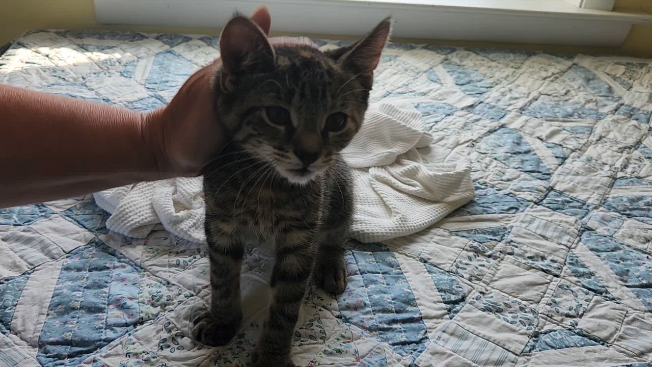 Enlarge Hannah, an adopted Domestic Short Hair in Warminster, PA video 4/4