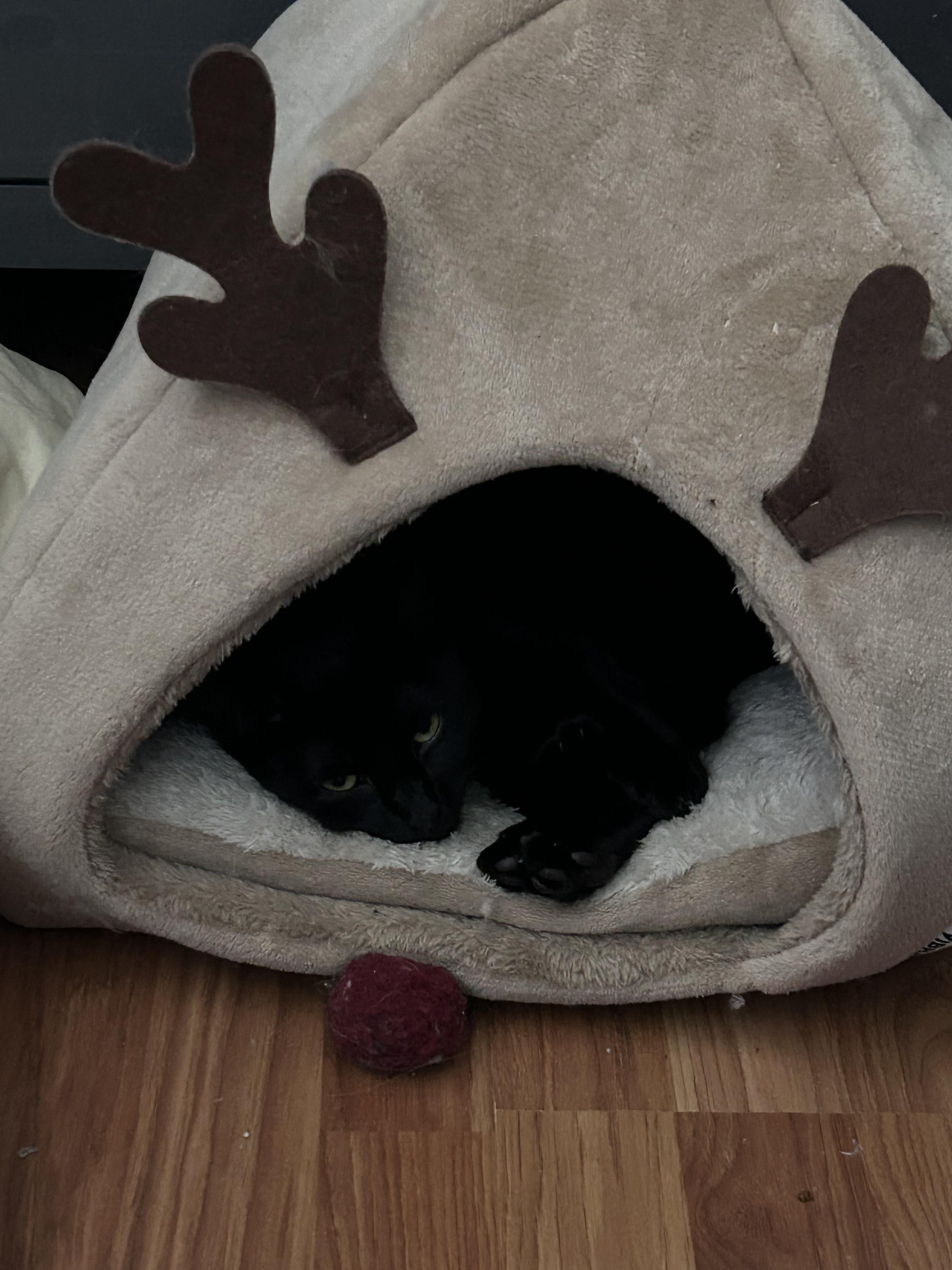 Felicia, Adoptable, Adult Female Domestic Short Hair.