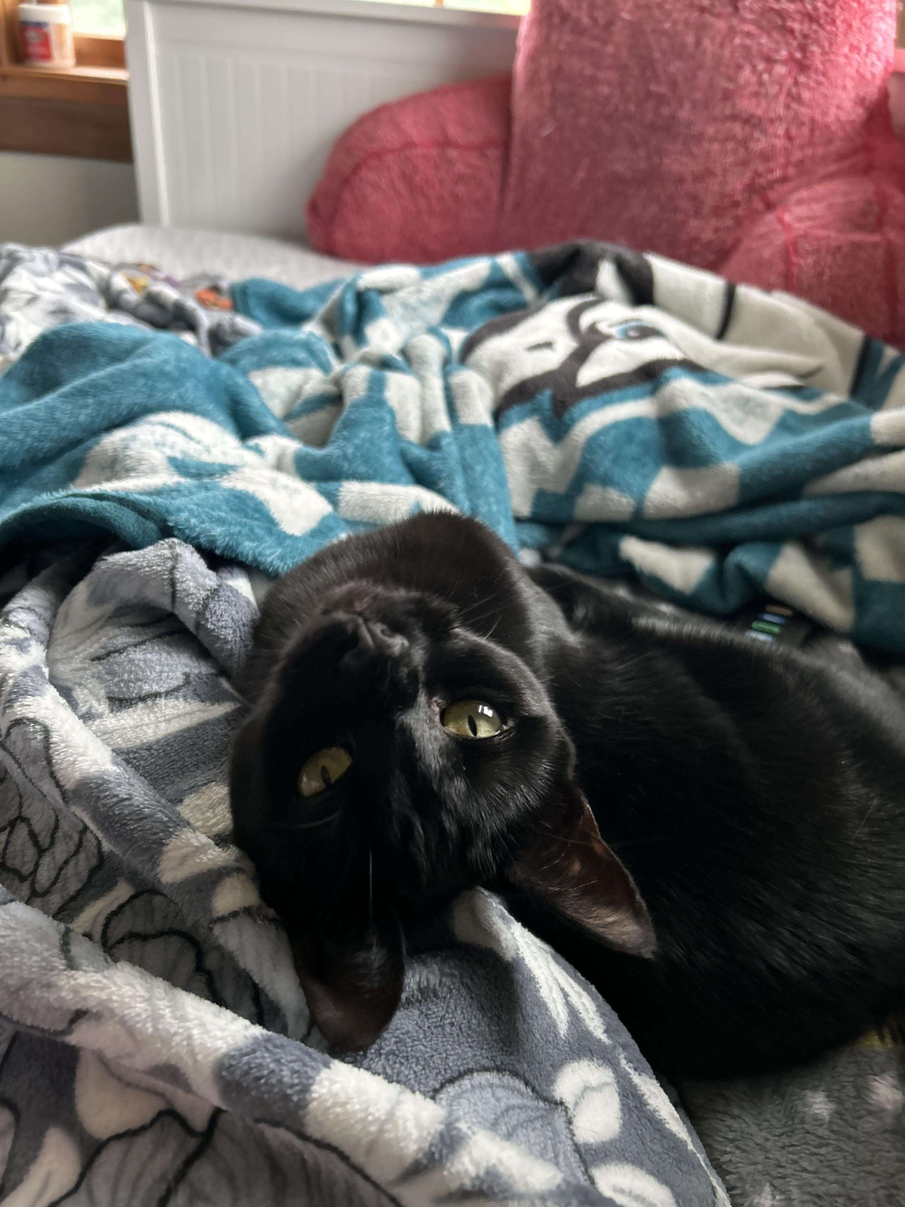 Enlarge Felicia, a Adoptable mixed breed in BREINIGSVILLE, PA image 2/6