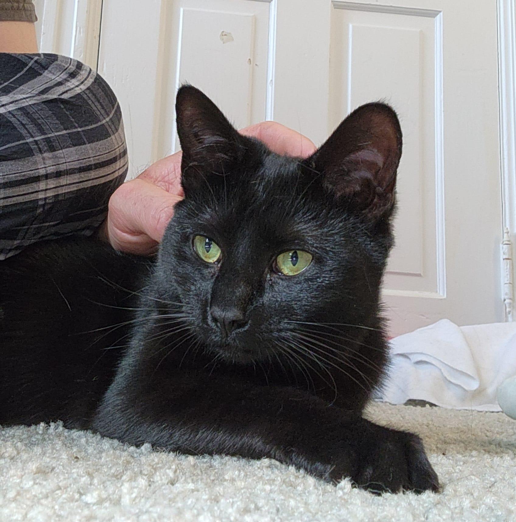 Enlarge Felicia, a Adoptable mixed breed in BREINIGSVILLE, PA image 4/6