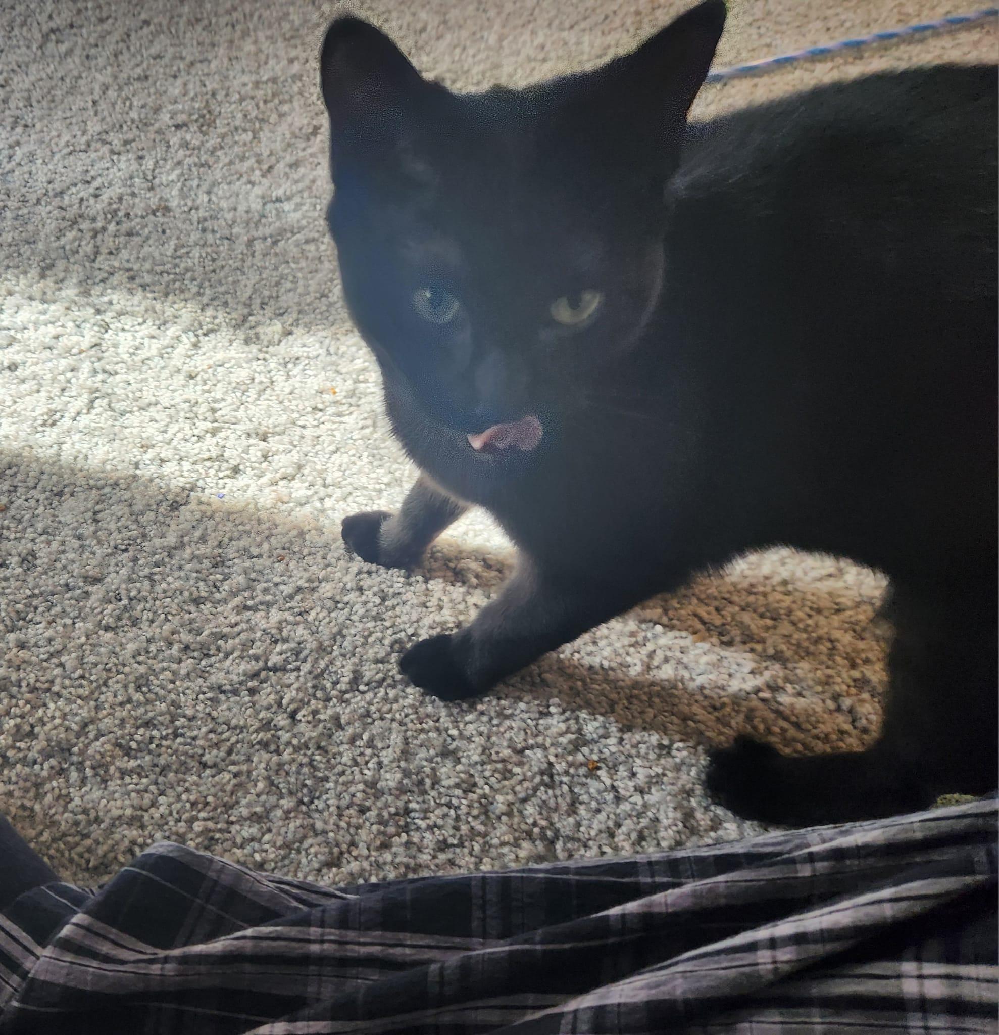 Enlarge Felicia, a Adoptable mixed breed in BREINIGSVILLE, PA image 5/6