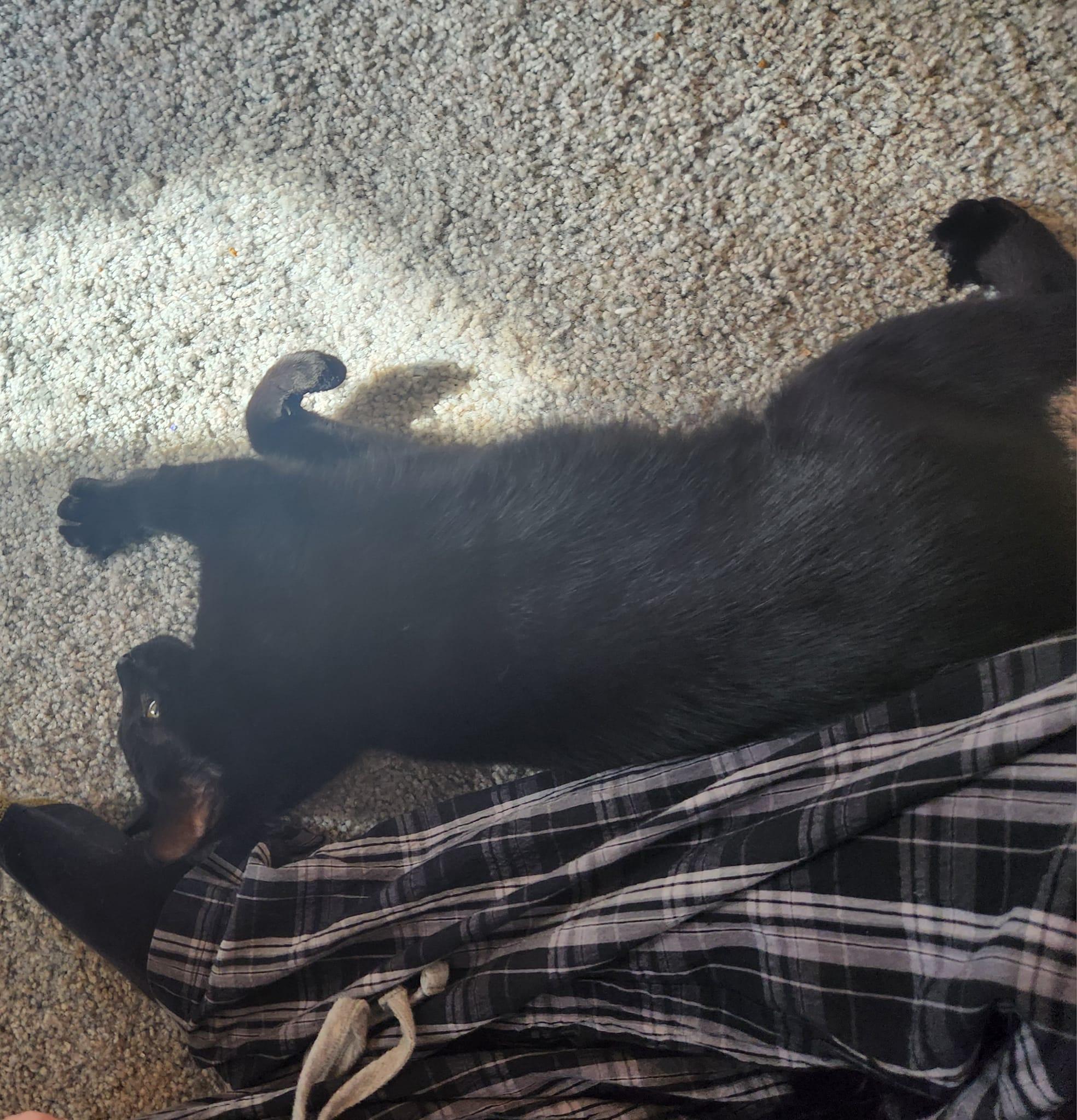 Enlarge Felicia, a Adoptable mixed breed in BREINIGSVILLE, PA image 6/6