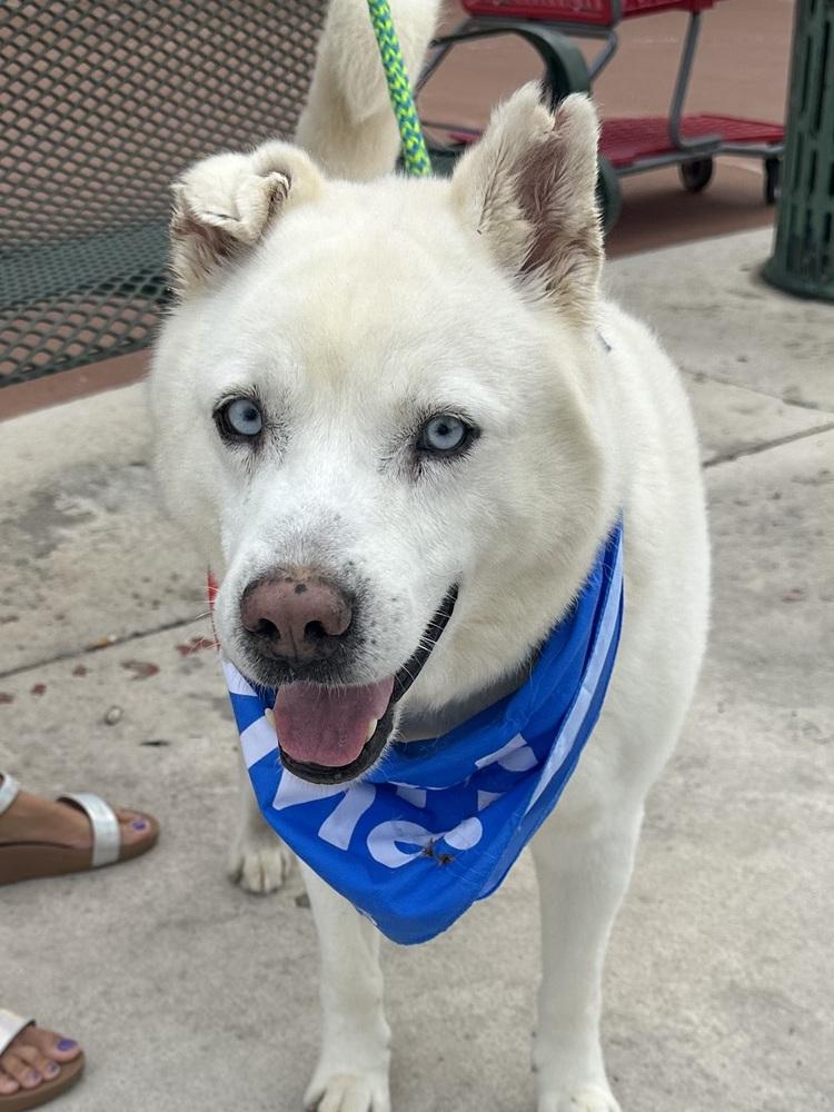 Enlarge Mystic, a Adoptable Husky in Dawson, GA image 1/6