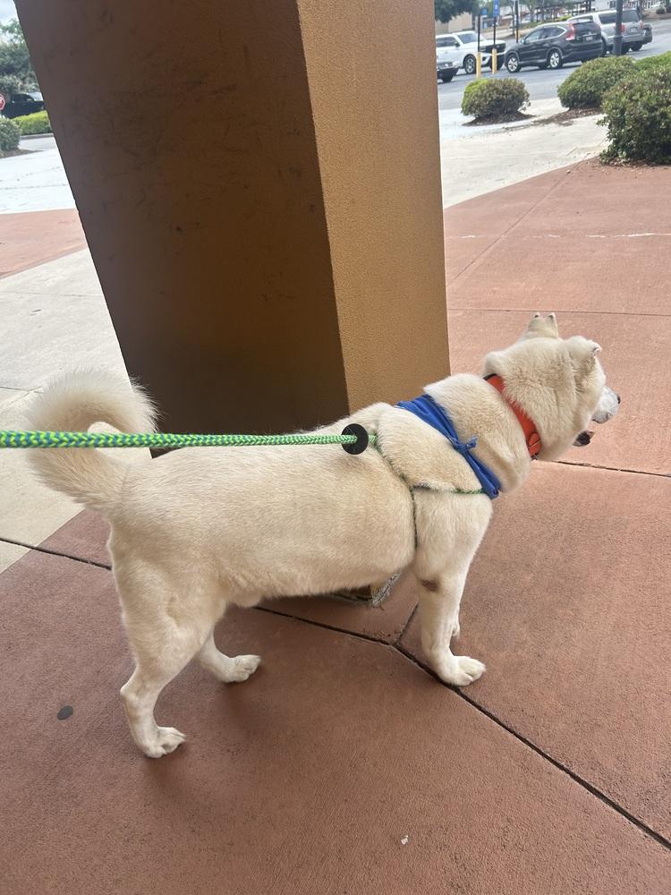 Enlarge Mystic, a Adoptable Husky in Dawson, GA image 2/6