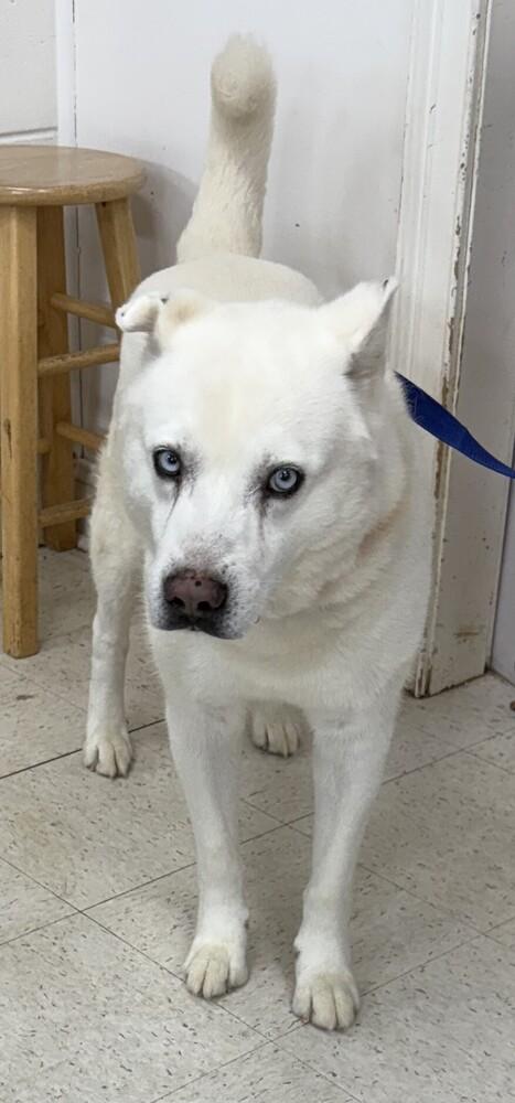Enlarge Mystic, a Adoptable Husky in Dawson, GA image 1/2