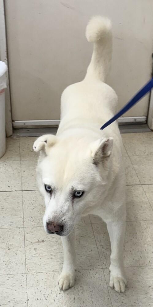 Enlarge Mystic, a Adoptable Husky in Dawson, GA image 2/2