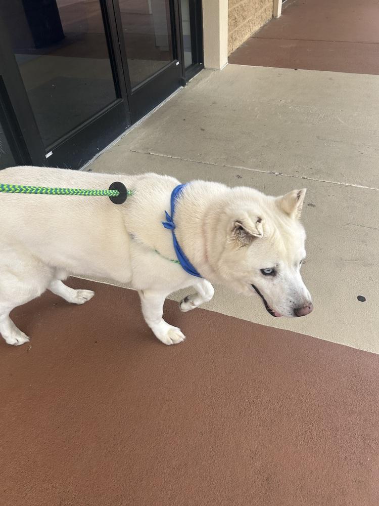 Enlarge Mystic, a Adoptable Husky in Dawson, GA image 4/6