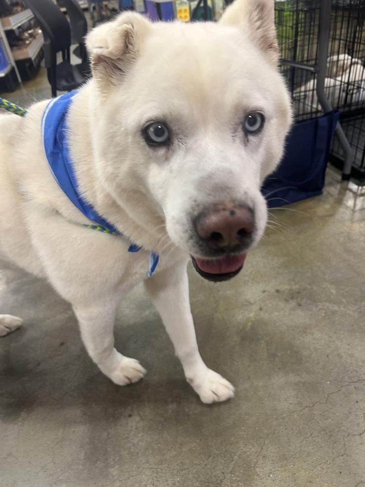 Enlarge Mystic, a Adoptable Husky in Dawson, GA image 5/6