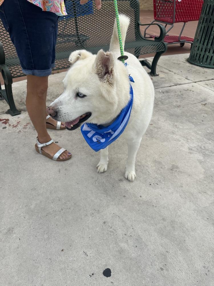 Enlarge Mystic, a Adoptable Husky in Dawson, GA image 6/6