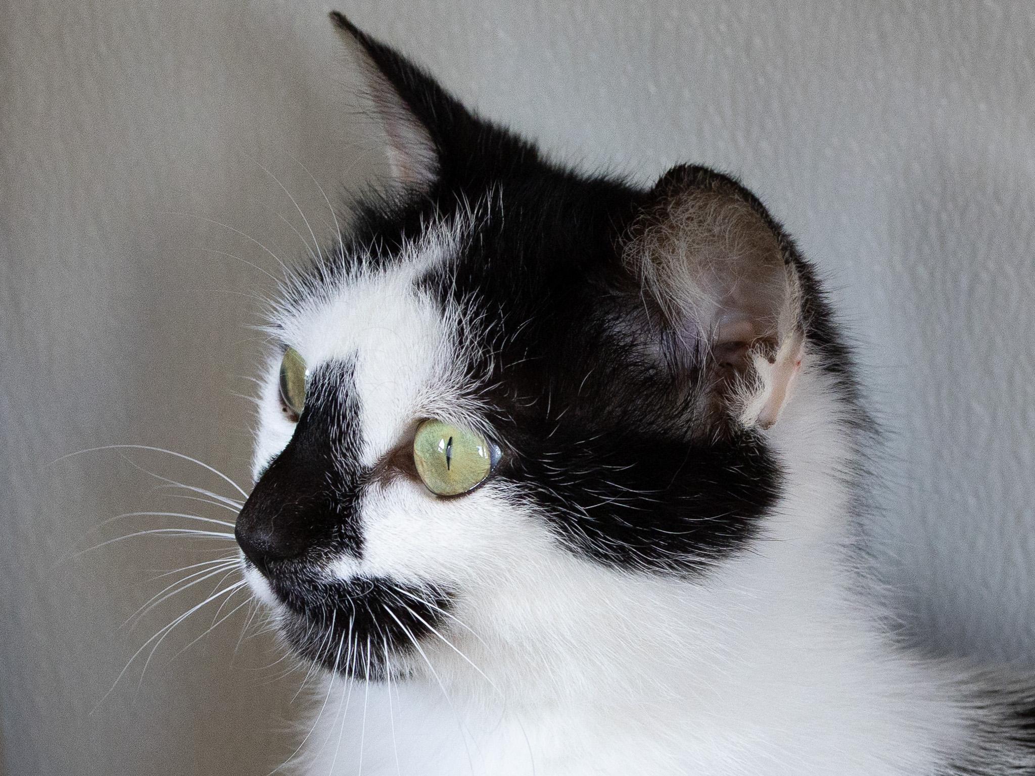 Frisco, a Adoptable mixed breed in Monroe, WA image 2/6