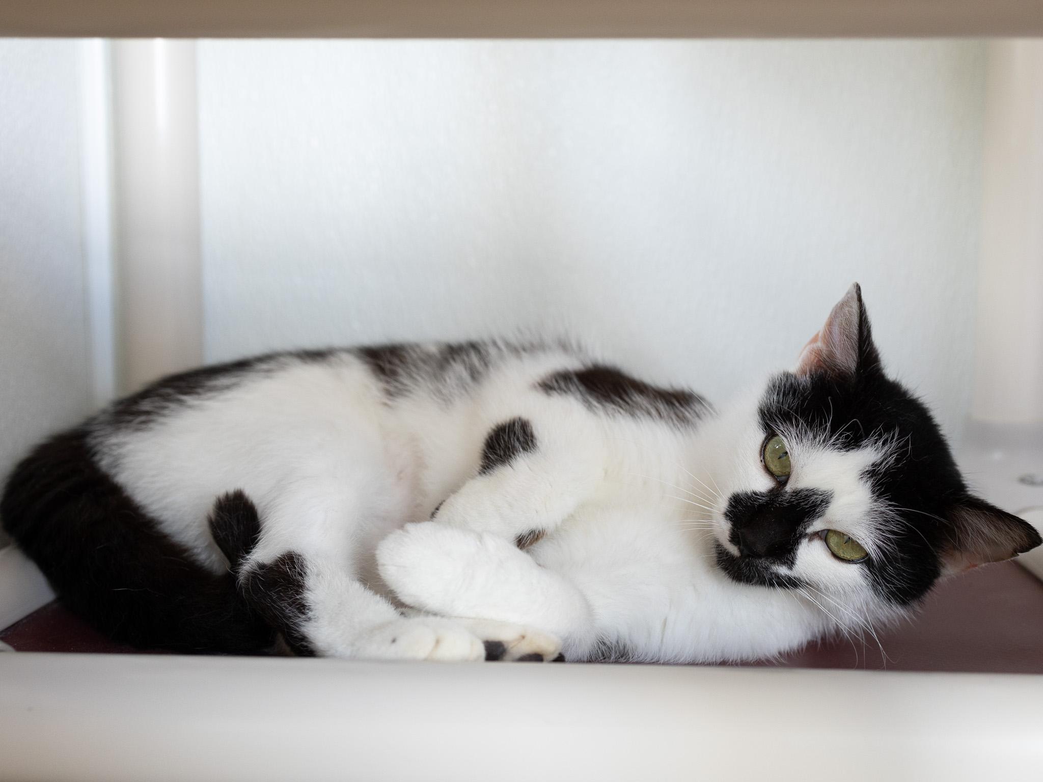 Frisco, a Adoptable mixed breed in Monroe, WA image 3/6
