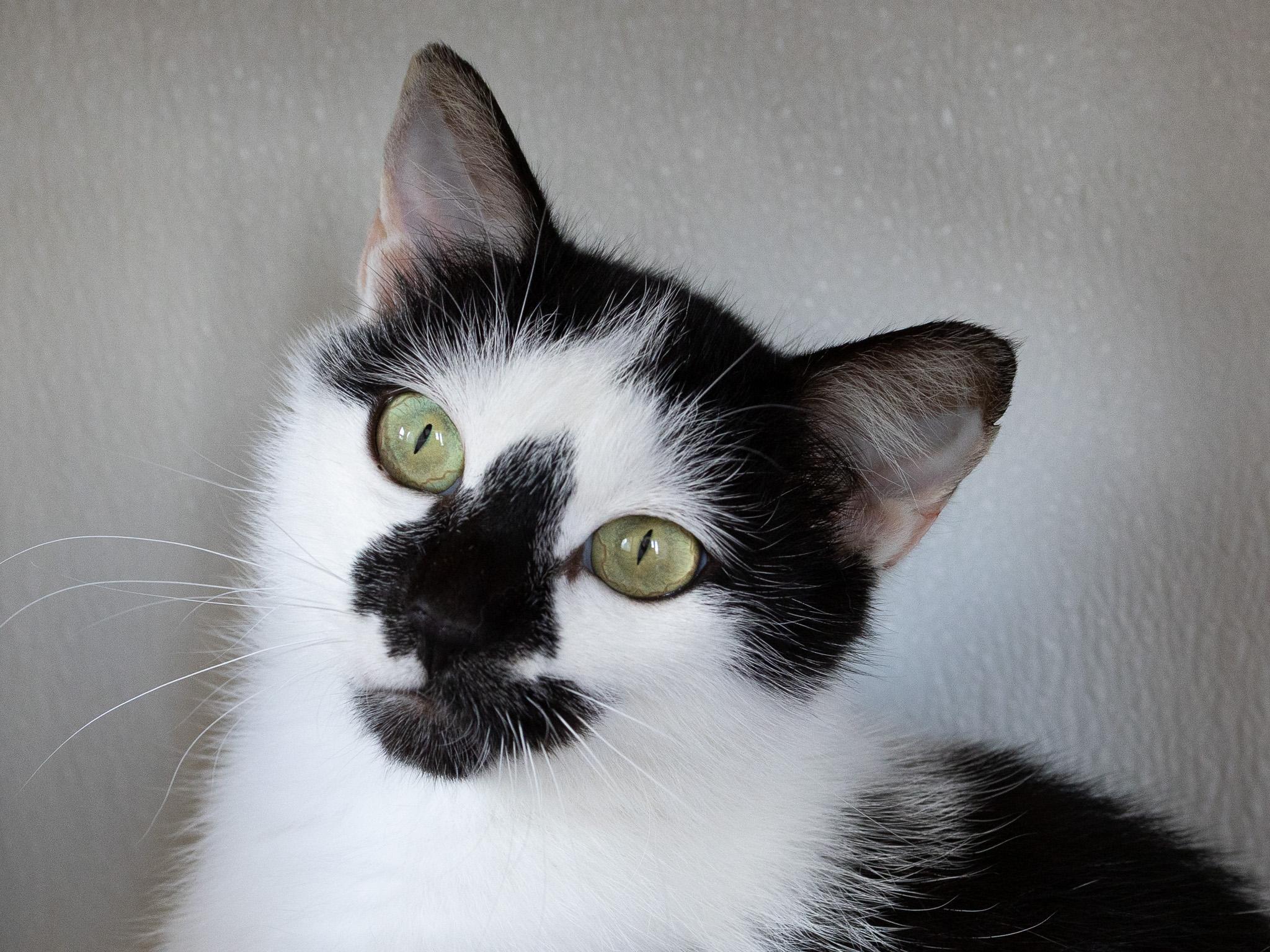 Frisco, a Adoptable mixed breed in Monroe, WA image 4/6