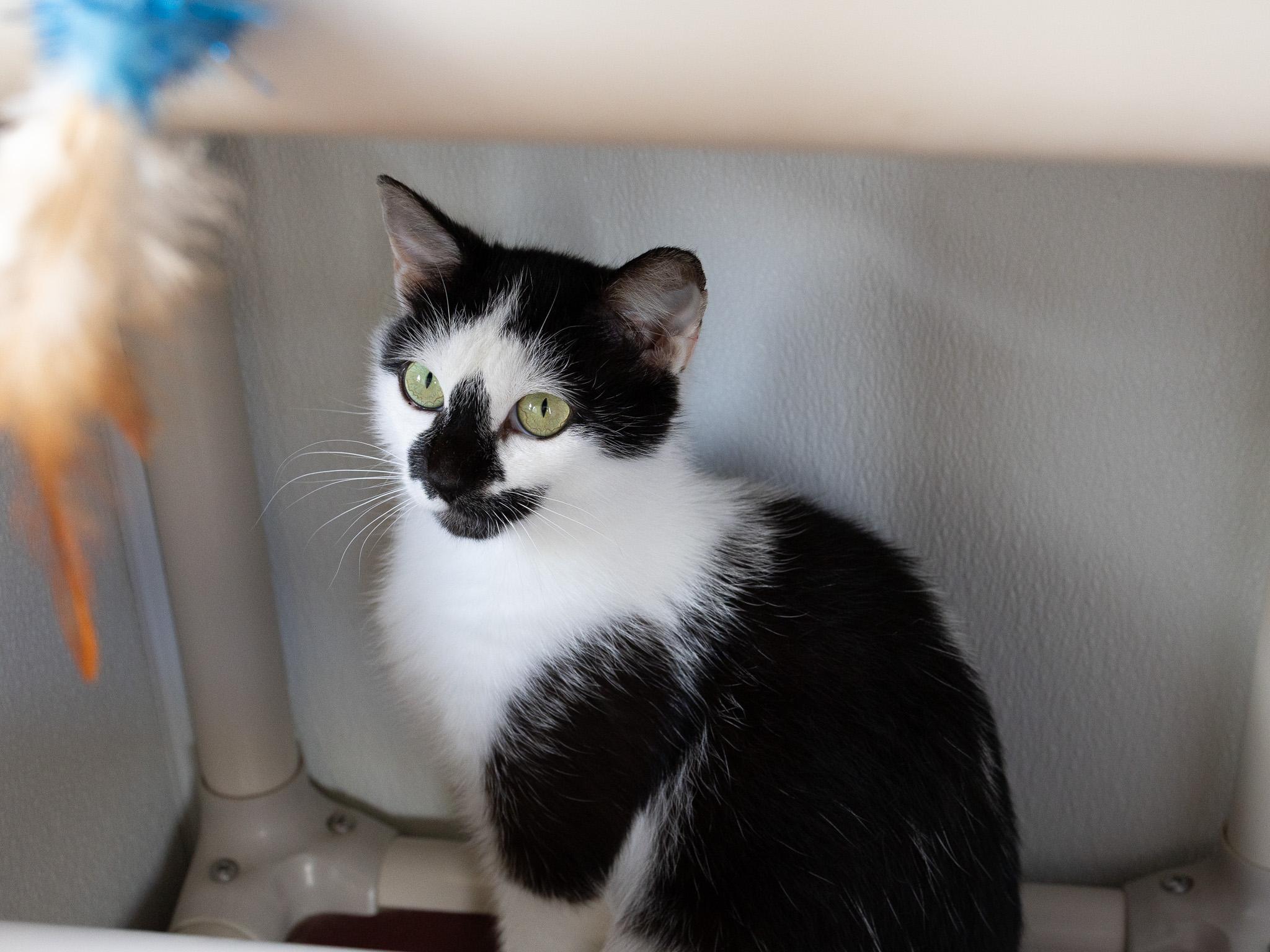 Frisco, a Adoptable mixed breed in Monroe, WA image 5/6
