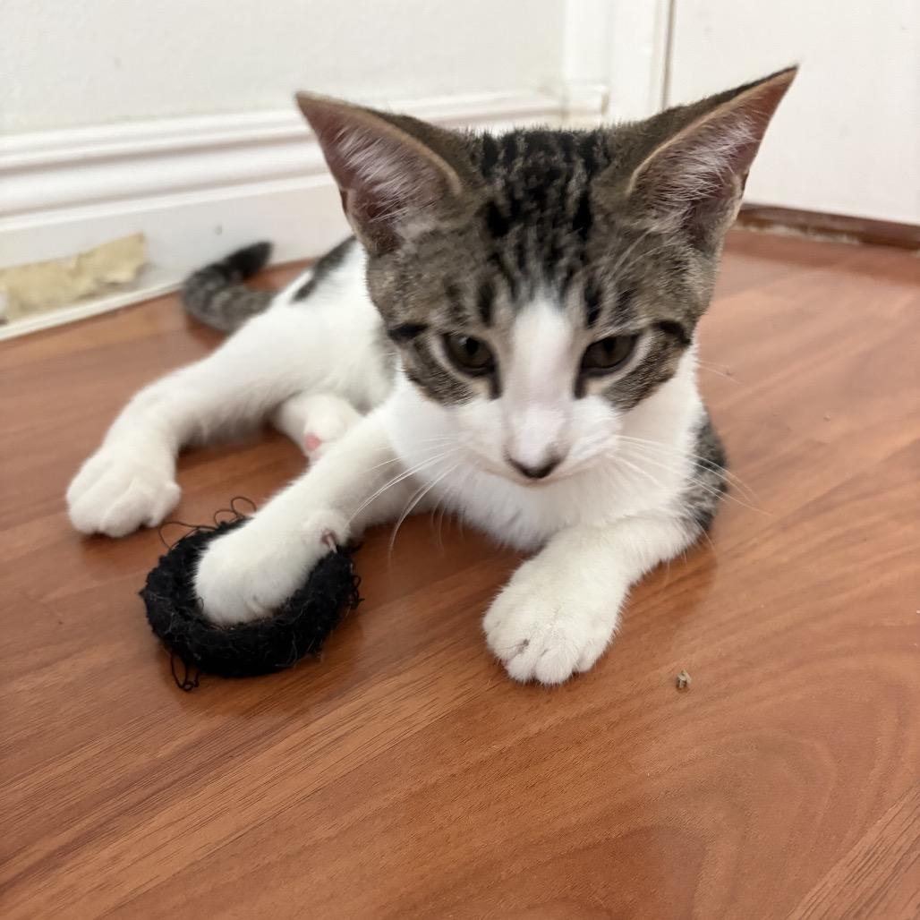 Cosmo - City of Industry Location, Adoptable, Kitten Male Domestic Short Hair.