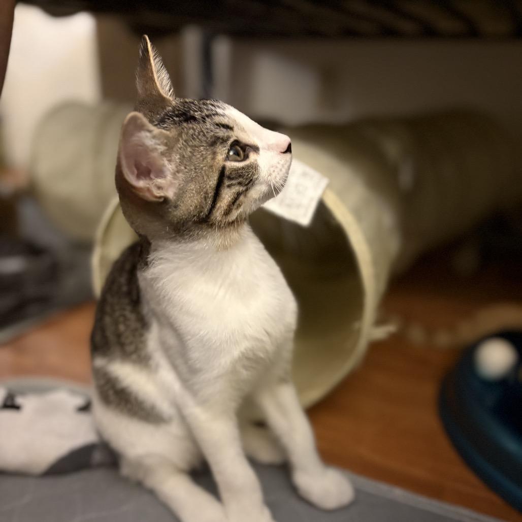Enlarge Cosmo - City of Industry Location, a Adoptable Domestic Short Hair in Chino Hills, CA image 2/3