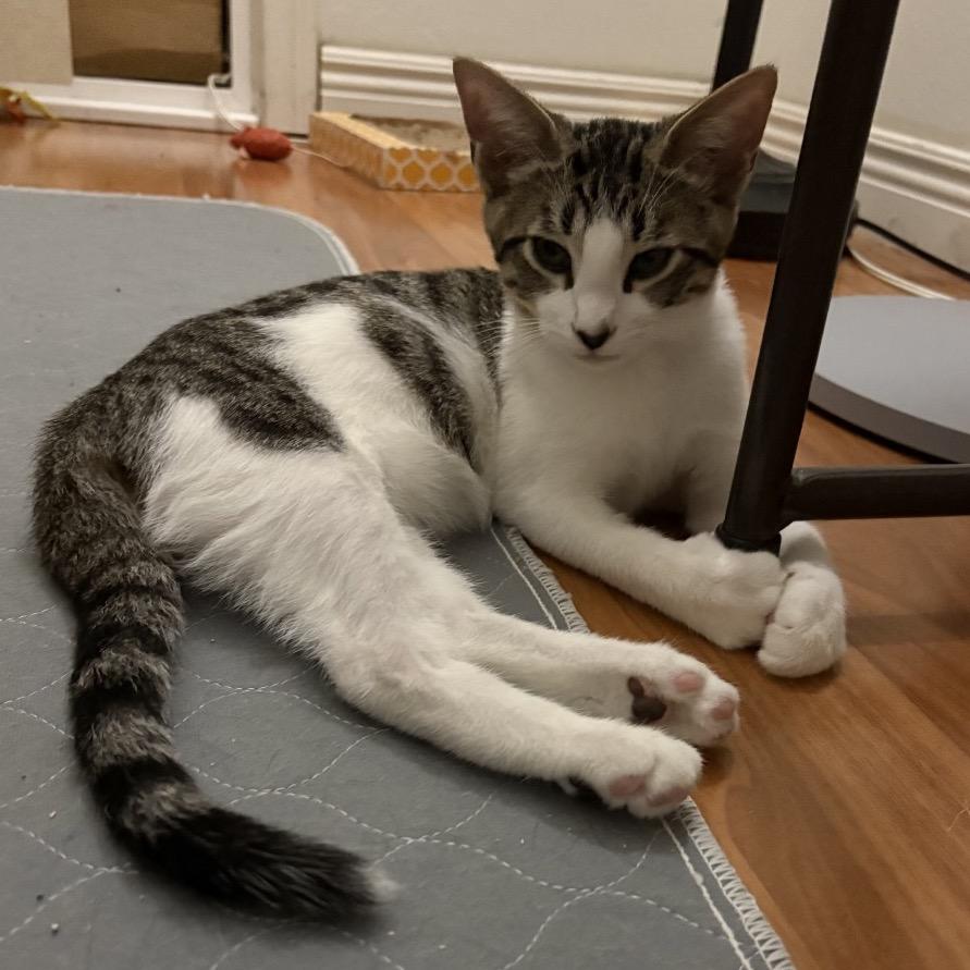 Enlarge Cosmo - City of Industry Location, a Adoptable Domestic Short Hair in Chino Hills, CA image 3/3
