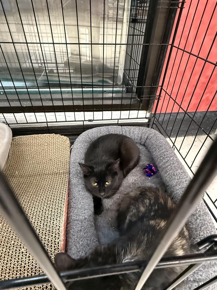 Enlarge Little Bo Peep, a Adoptable Domestic Short Hair in Taylor, PA image 1/2