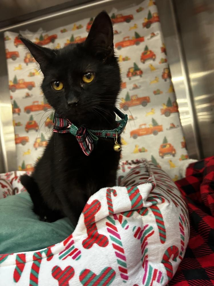Enlarge Little Bo Peep, a Adoptable Domestic Short Hair in Taylor, PA image 2/2