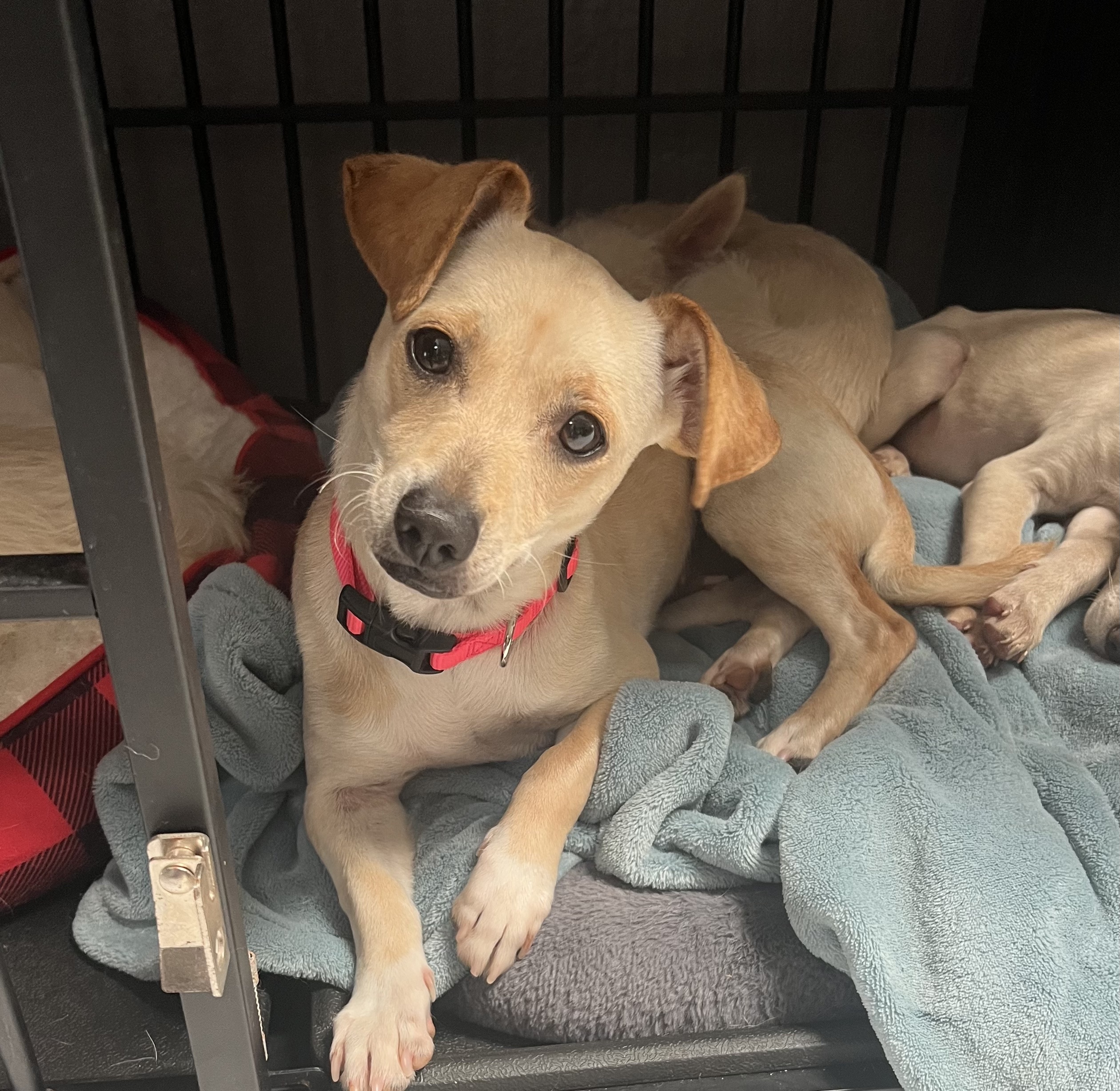 Dog for adoption Lilly, a Chihuahua & Labrador Retriever Mix in