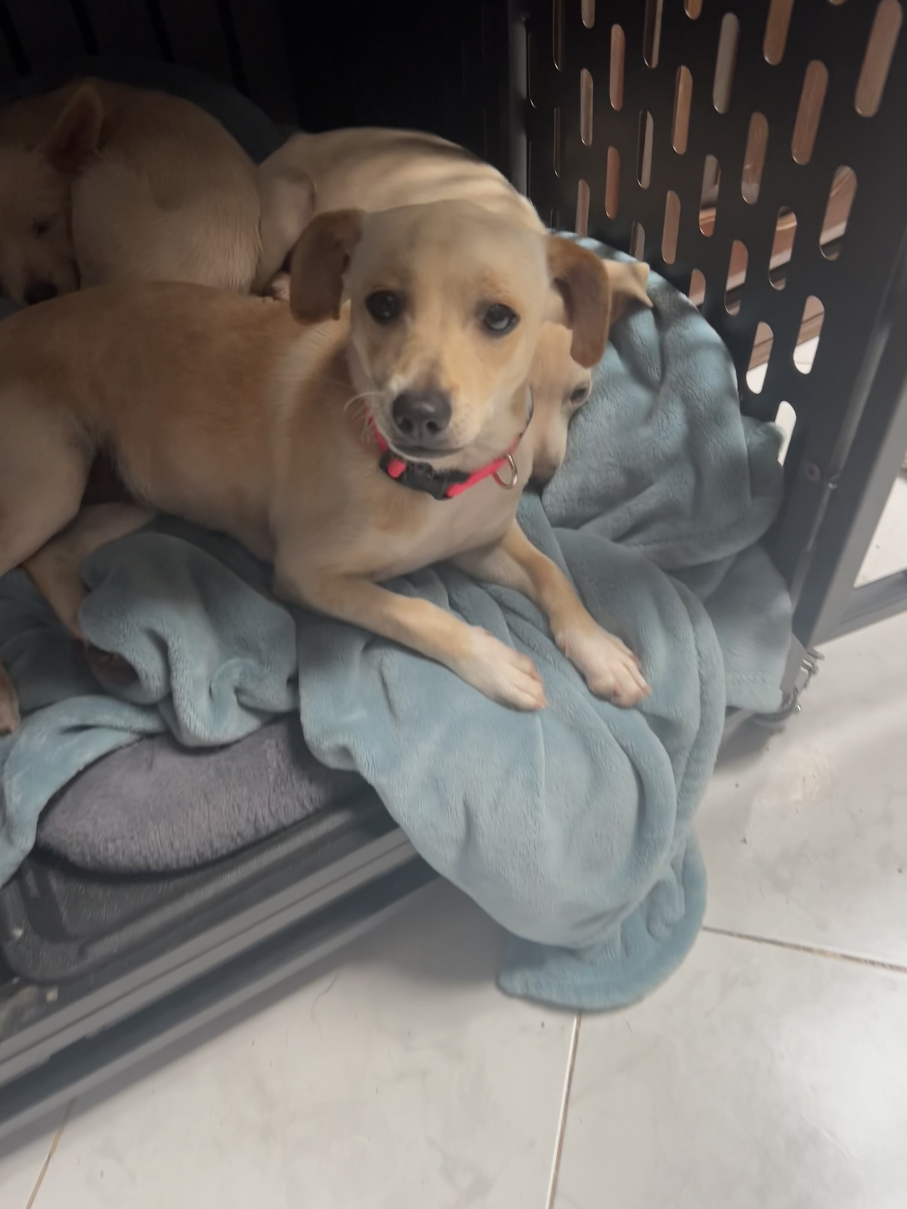 Dog for adoption Lilly, a Chihuahua & Labrador Retriever Mix in