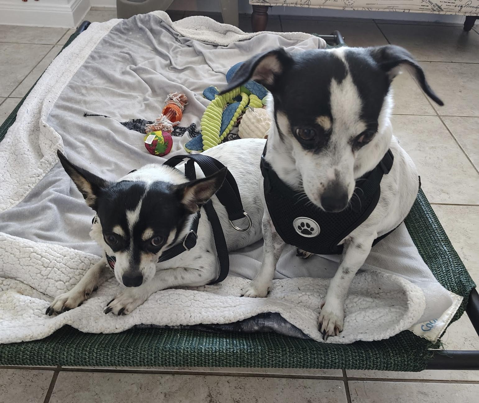 Missy & Sissy thumbnail 3