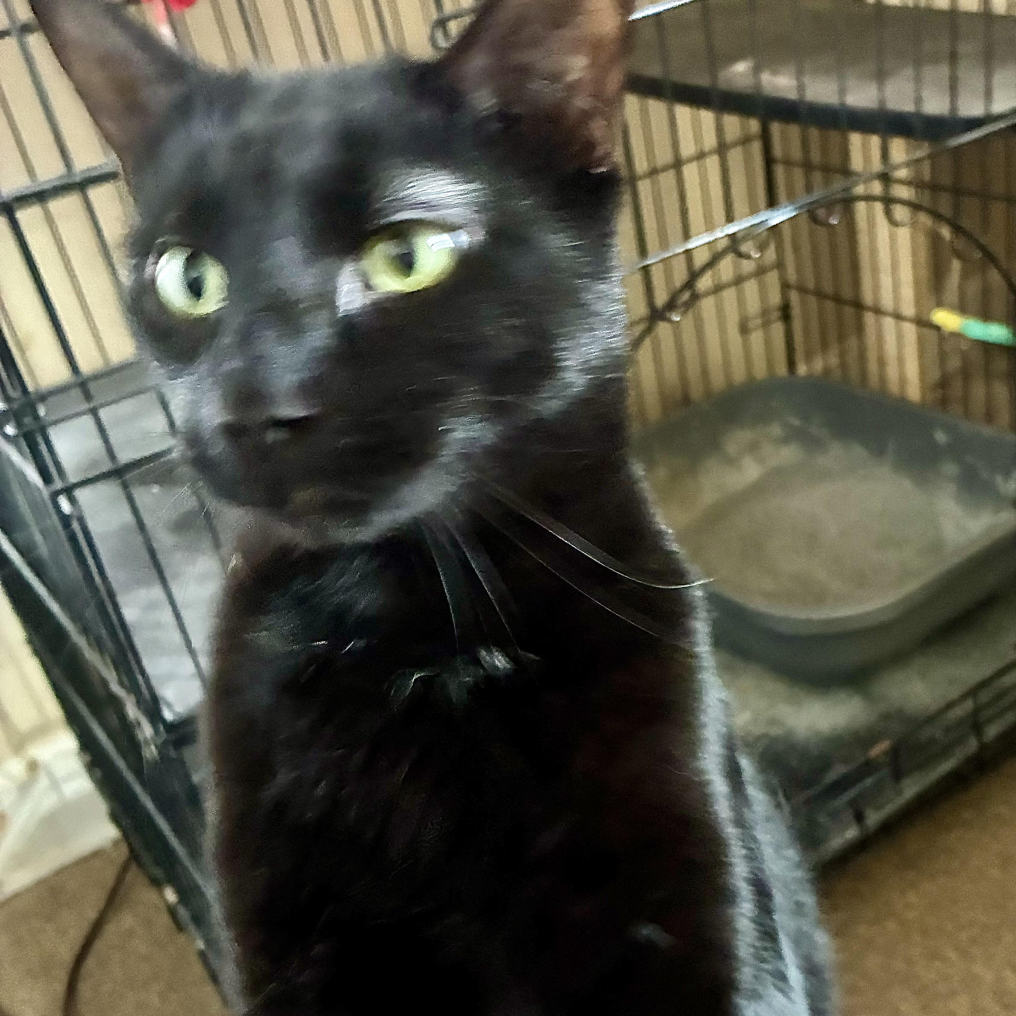 Homer, a Adoptable Domestic Short Hair in Garden City, MI image 1/3