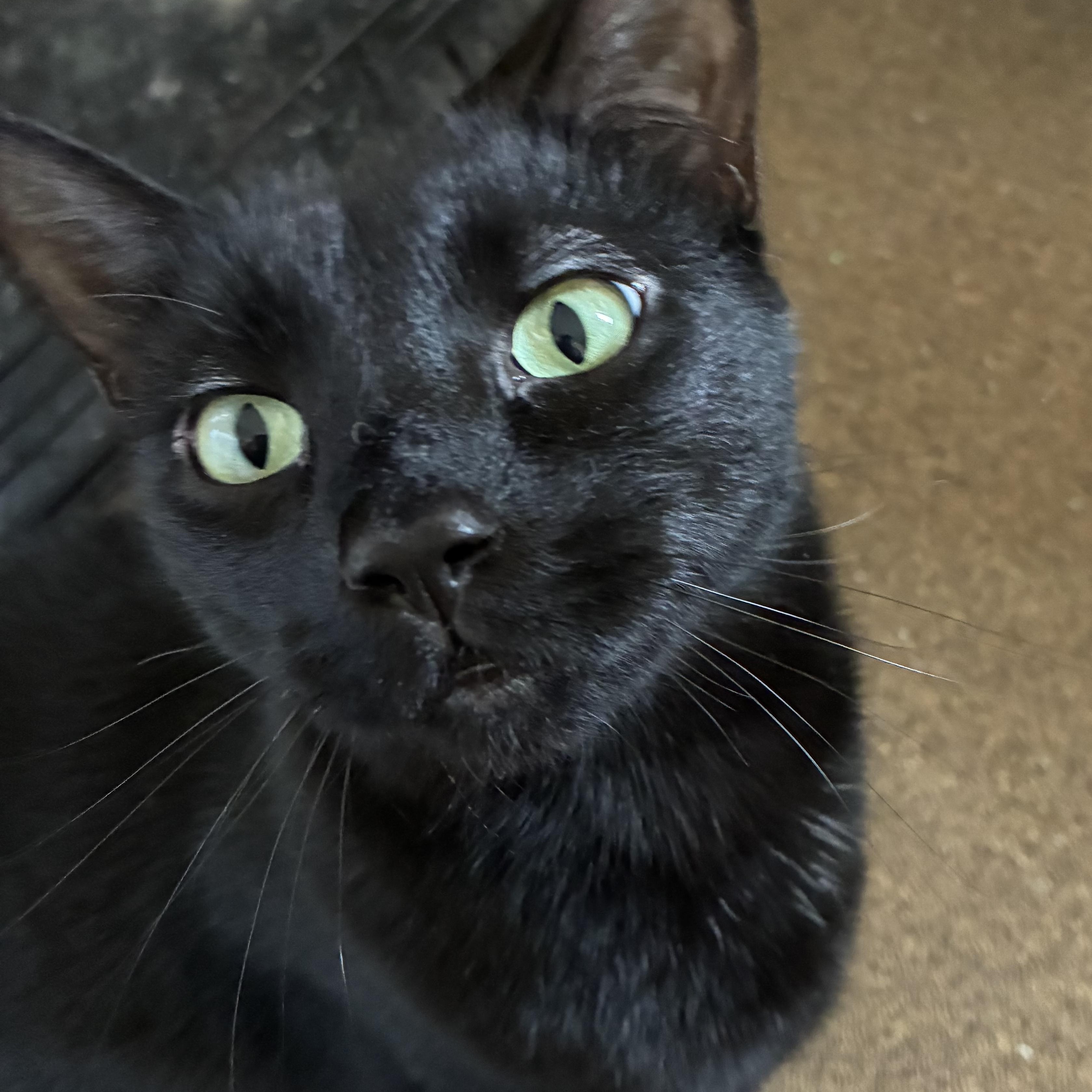 Homer, a Adoptable Domestic Short Hair in Garden City, MI image 2/3