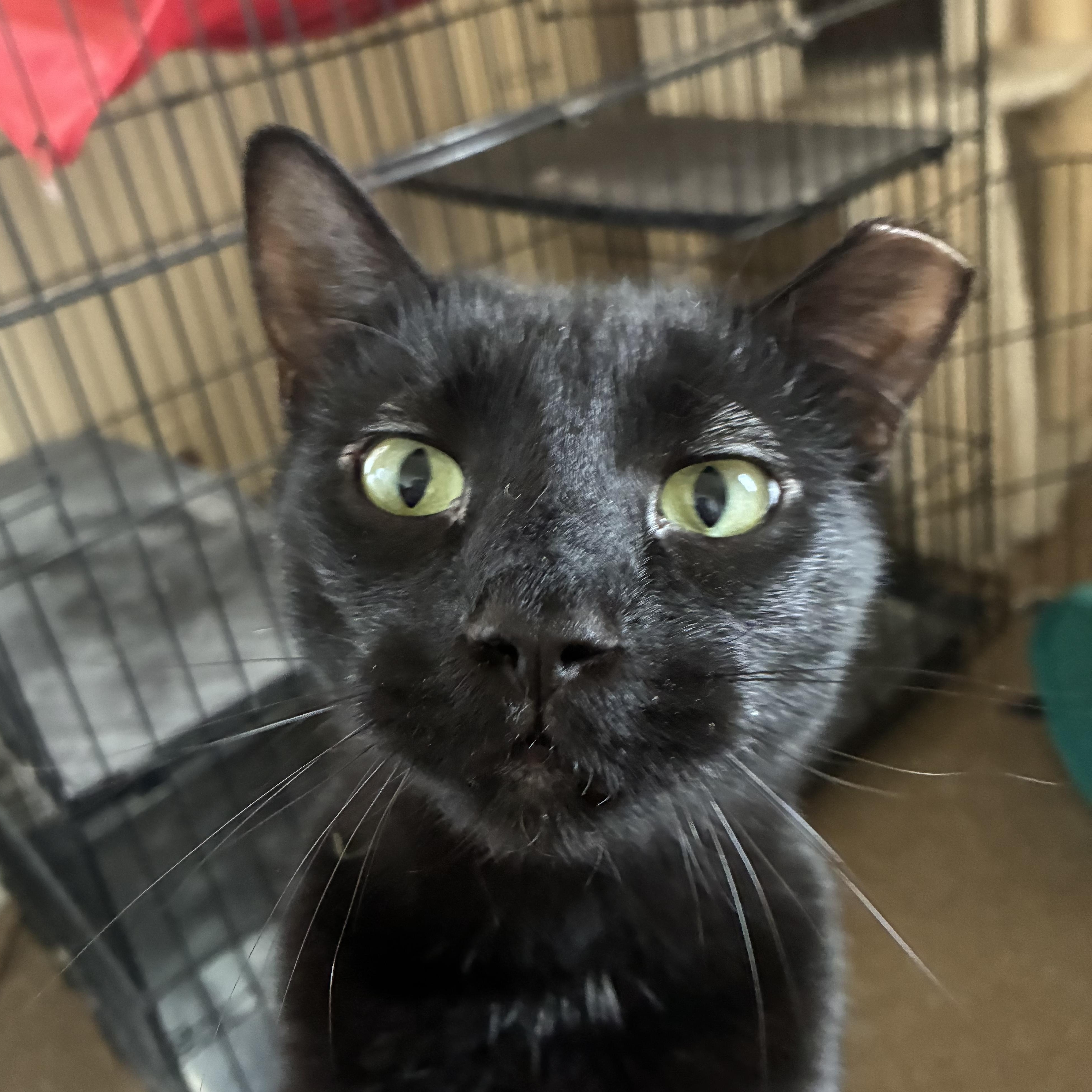 Homer, a Adoptable Domestic Short Hair in Garden City, MI image 3/3
