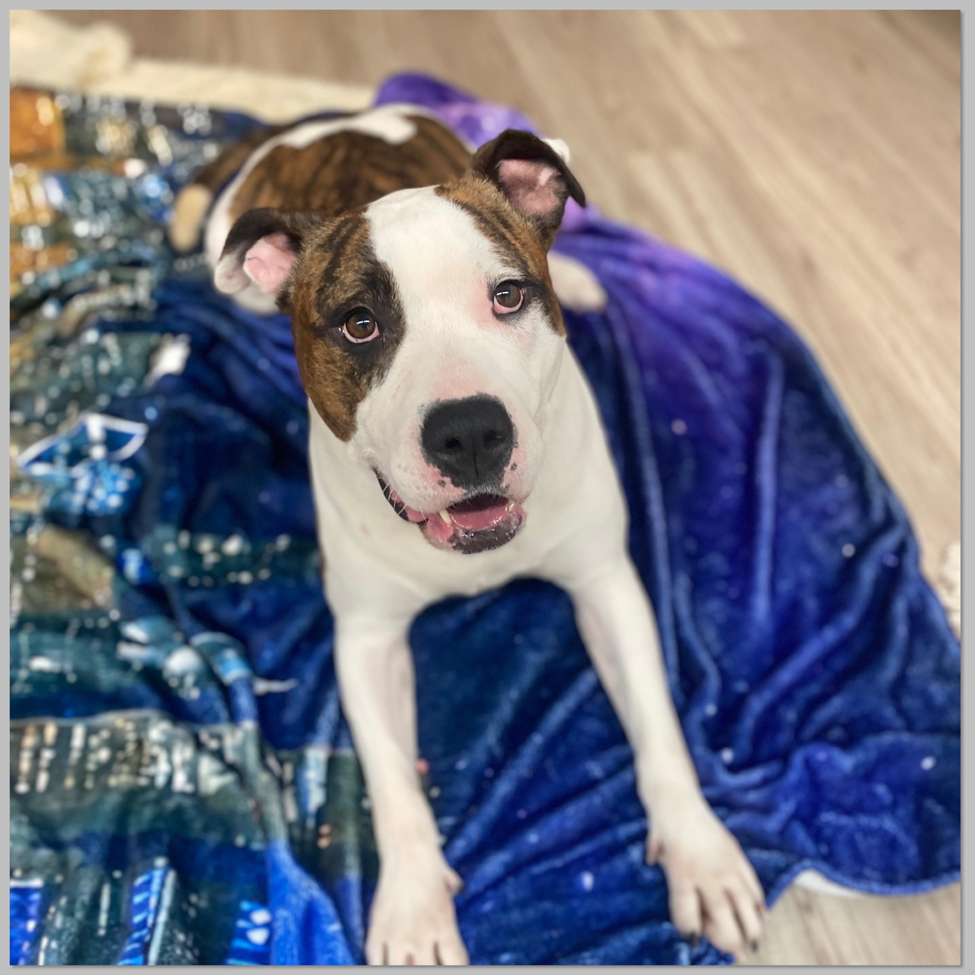 Lucy Gci Trained Graduate!! thumbnail 2