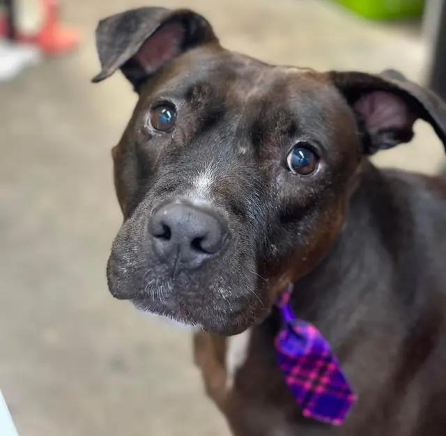 Sparrow, ADOPTABLE, Senior Male American Staffordshire Terrier.