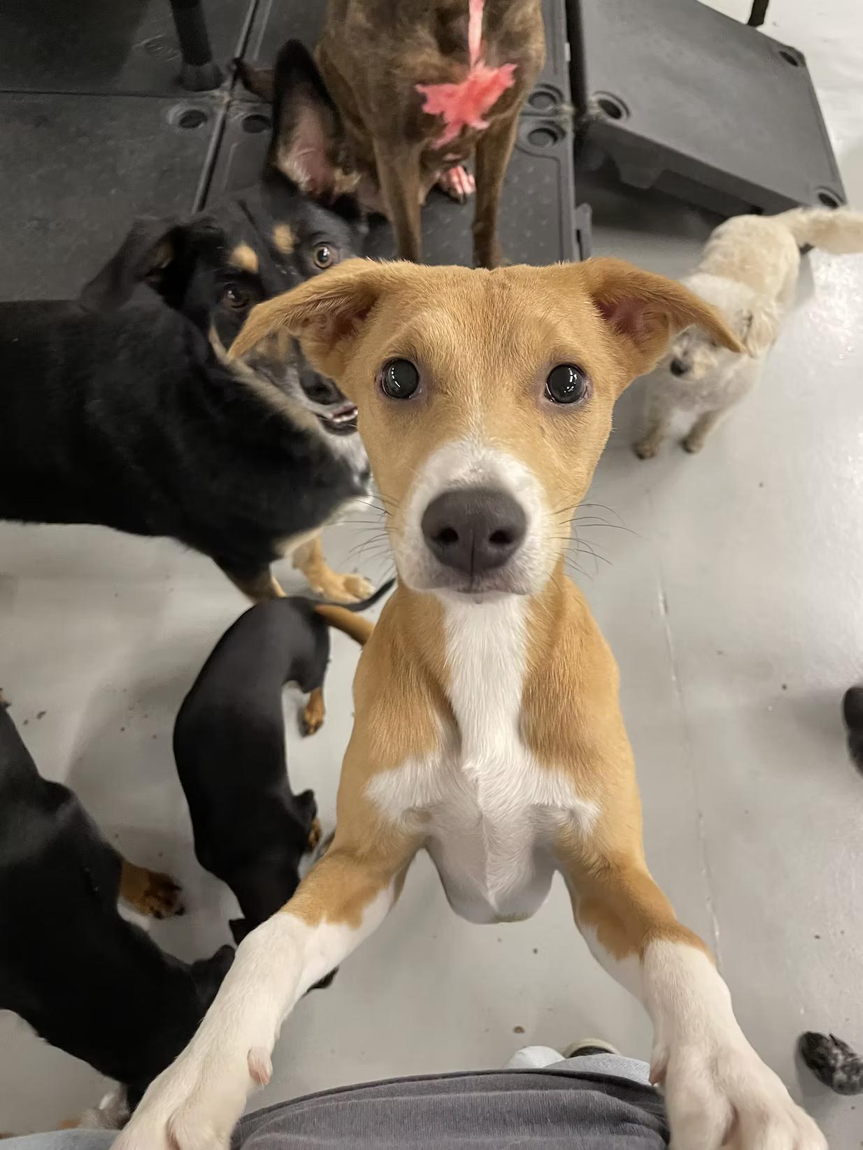 Dudley - in Maine, Adoptable, Young Male Mountain Cur.