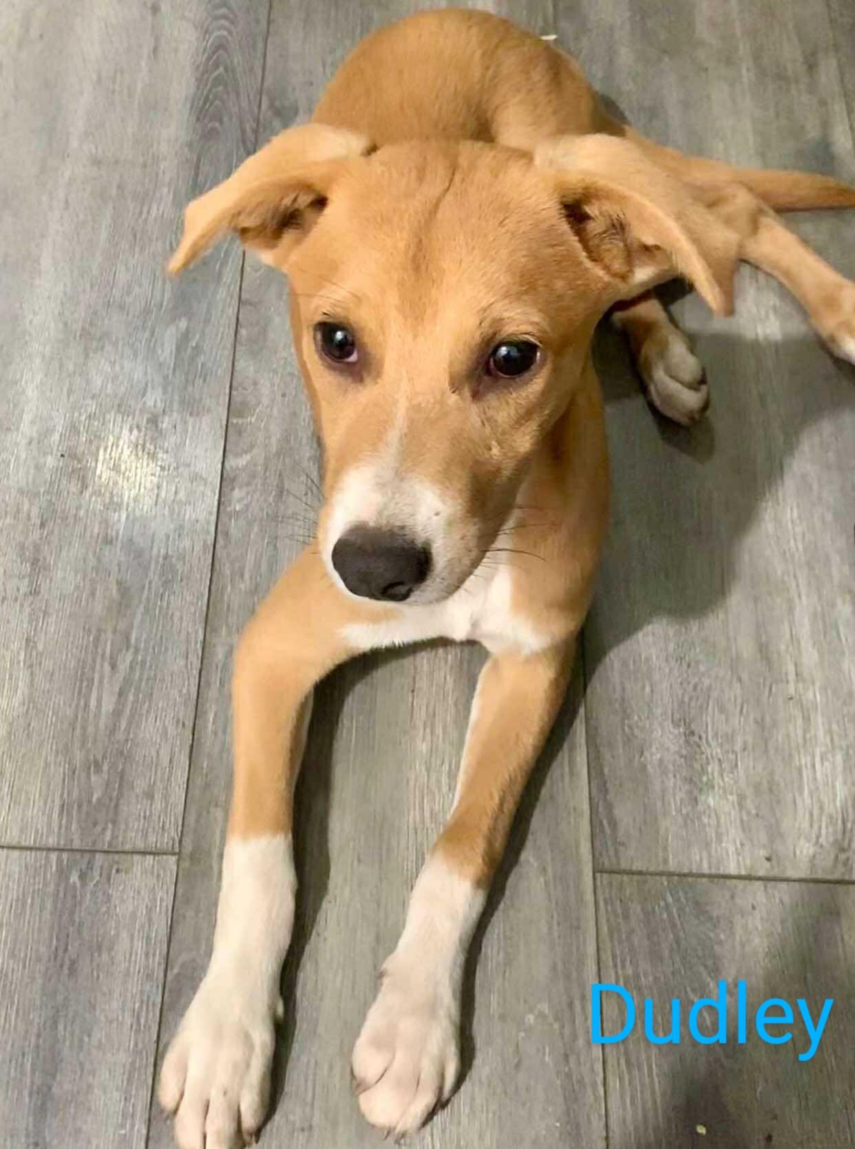 Enlarge Dudley - in Maine, a Adoptable mixed breed in Kennebunkport, ME image 1/1