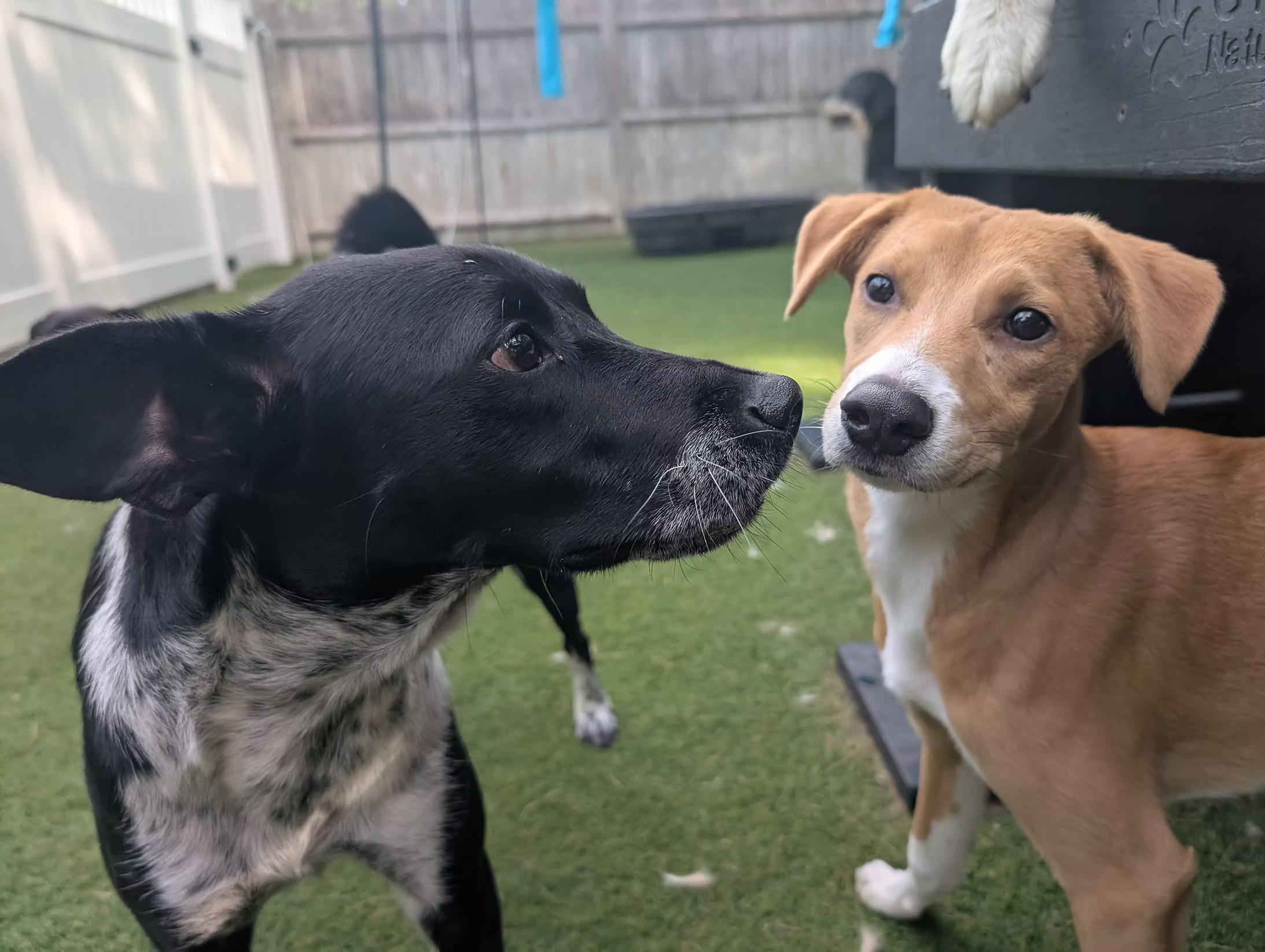 Dudley - in Maine, a Adoptable mixed breed in Kennebunkport, ME image 5/5