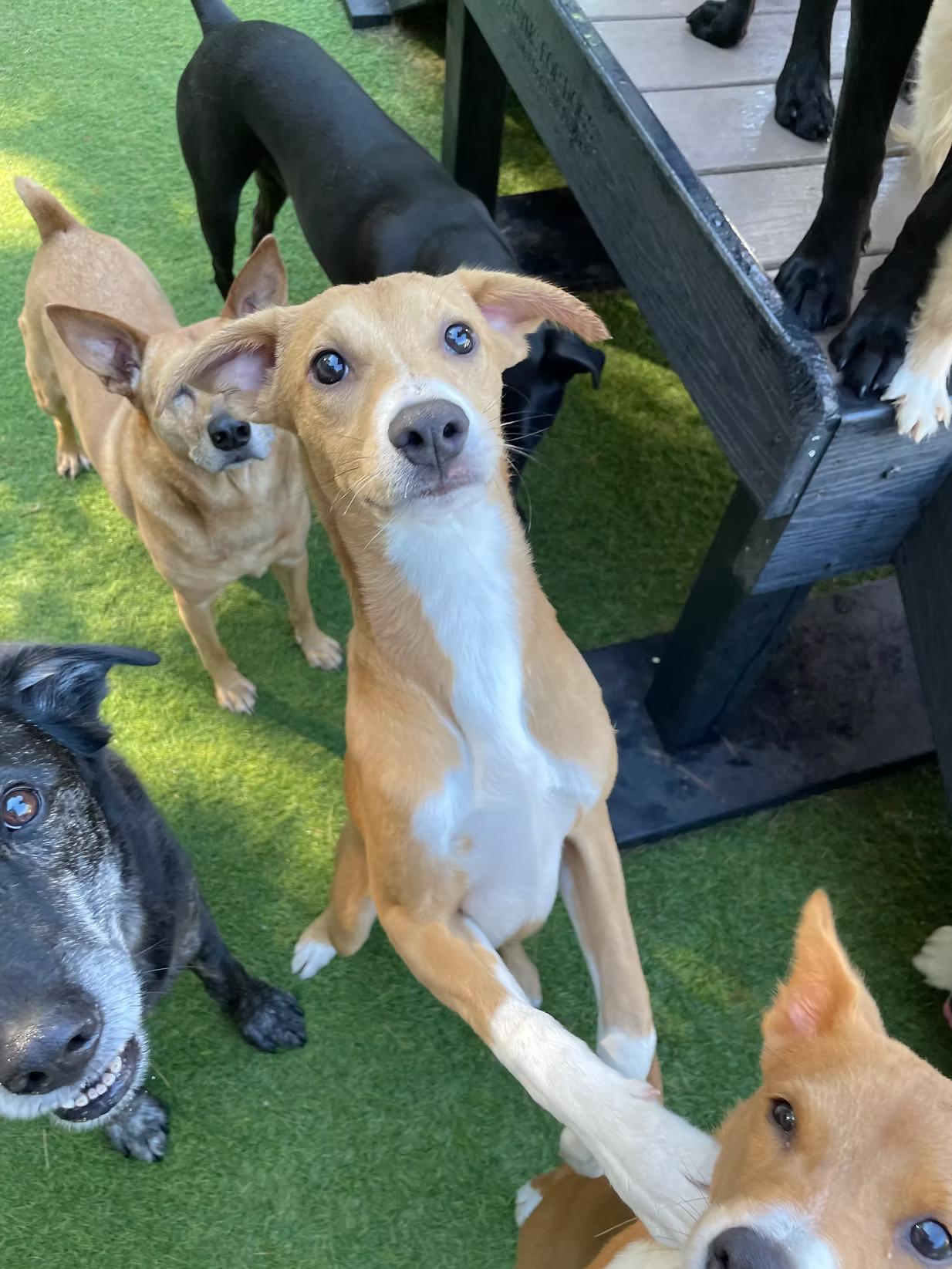 Dudley - in Maine, a Adoptable mixed breed in Kennebunkport, ME image 4/5