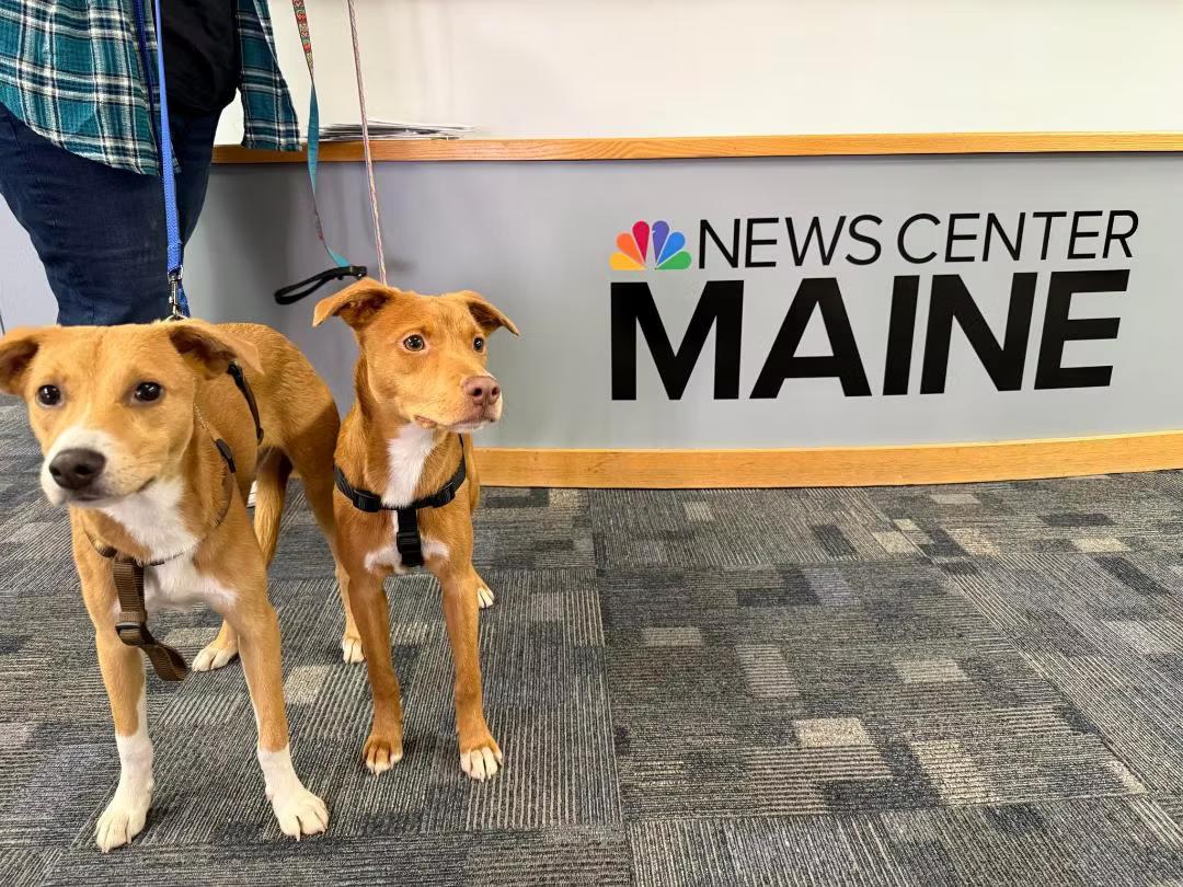 Dudley - in Maine, a Adoptable mixed breed in Kennebunkport, ME image 3/5