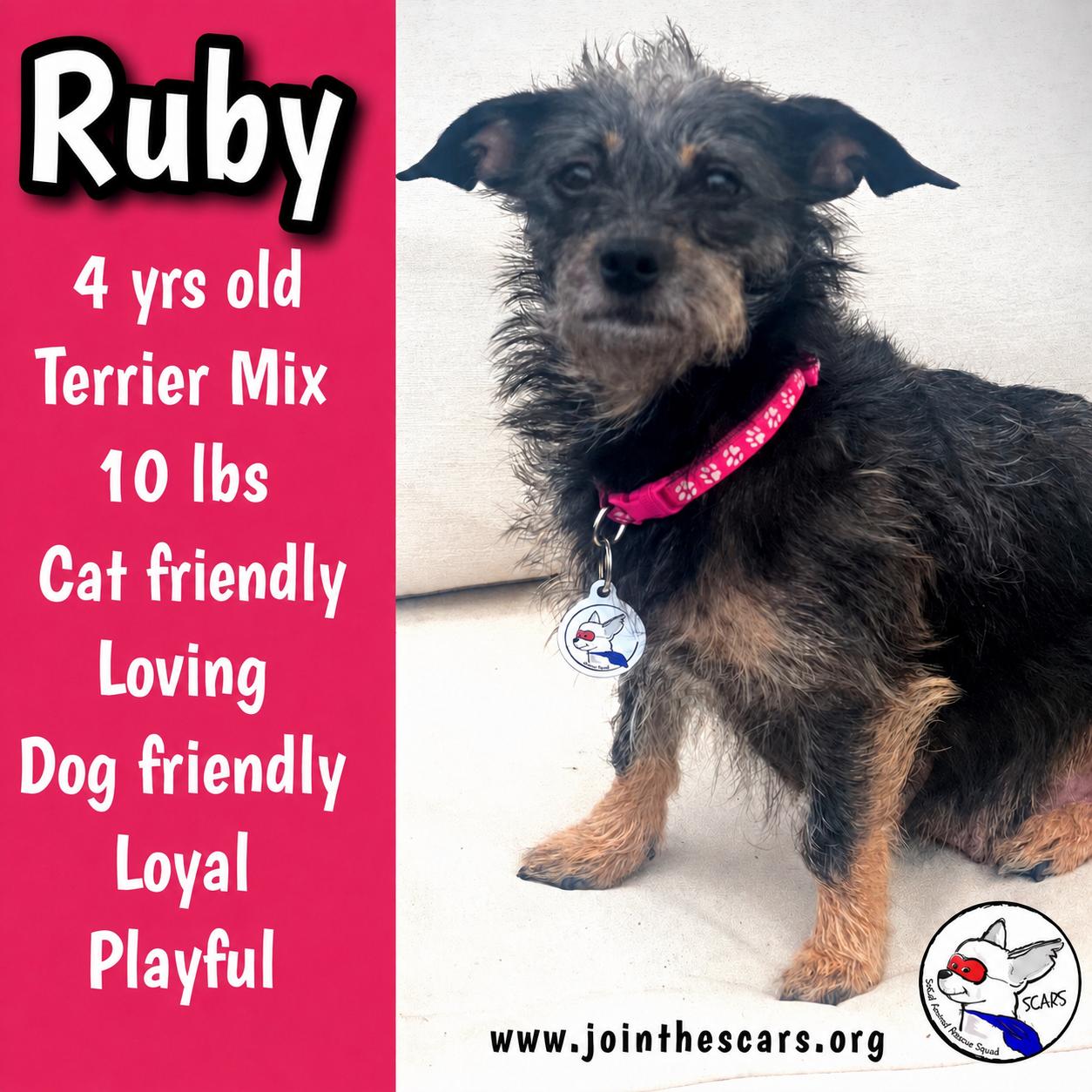 RUBY, Adoptable, Young Female Terrier.