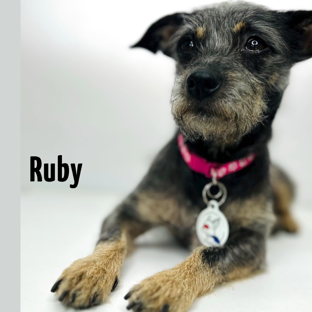 Enlarge RUBY, a Adoptable mixed breed in Glendora, CA image 4/6